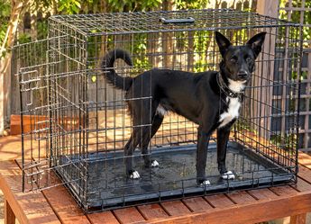 Large Dog Crate / Kennel with Removable Tray – Good Condition