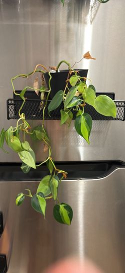 PLANTS - Mostly Pothos