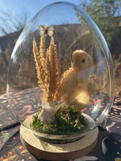 Taxidermy chick and butterfly, with clear quartz crystal egg cloche