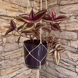 Tradescantia Zebrina Beautiful House Plant In Cute 4"H Pot With Macrame Of Your Choice. 