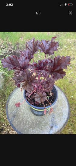 Blooming Palace Purple Heuchera