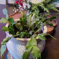 Beautiful Christmas Cactus Plants 