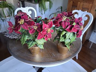 2 Potted Silk Pointsettas 