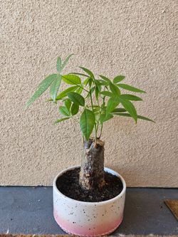 Money Tree in Ceramic pot