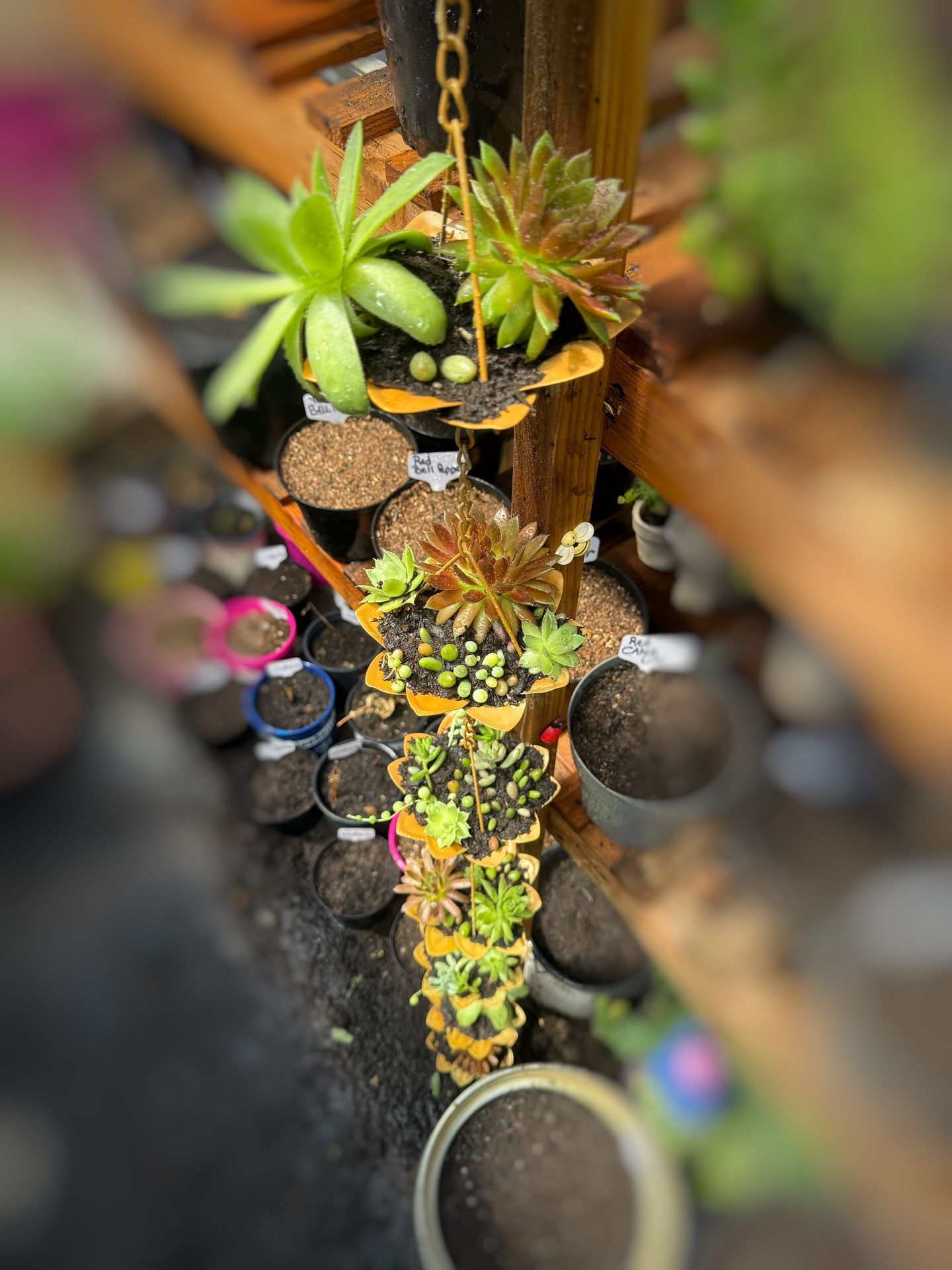 Rain Chain Succulents Garden!