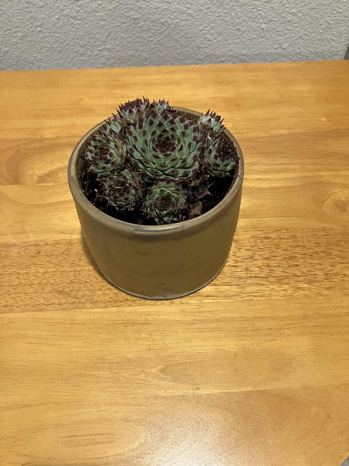 Sempervivan In Decorative Pot
