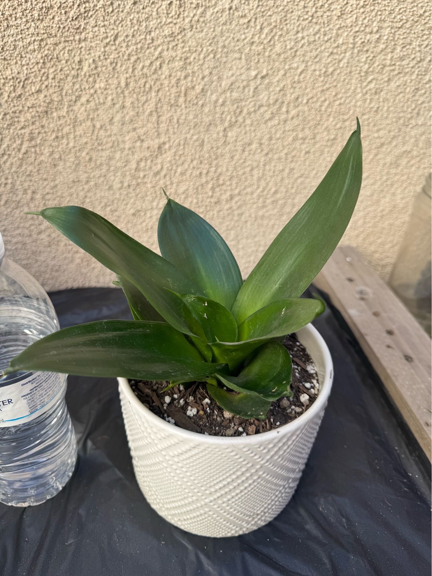 Starfish Snake Plant