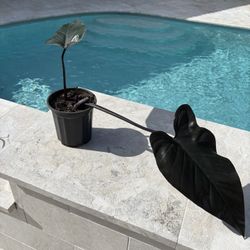 Philodendron Black Majesty