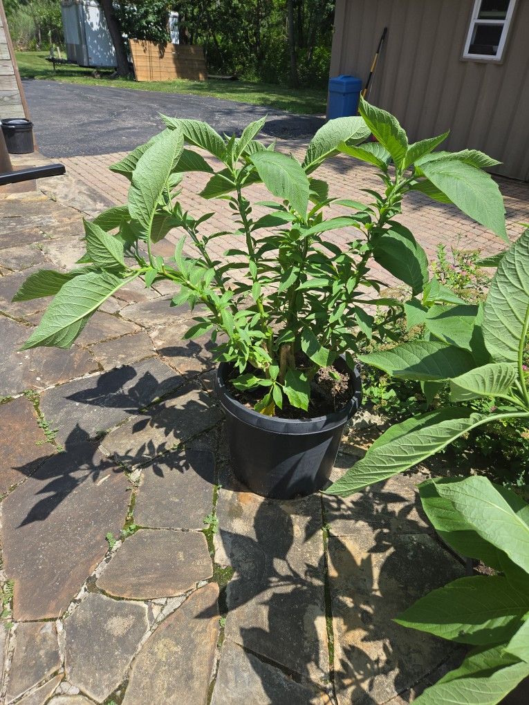 Angel Trumpet Light Pink