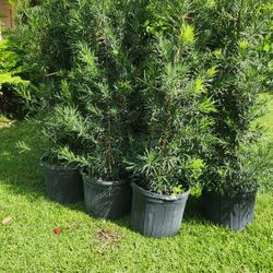Beautiful Podocarpus Plants For Inmediate Privacy!!! 6 Feet Tall!!! Best Quality 