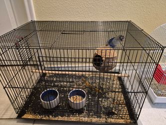 Bird Cage
