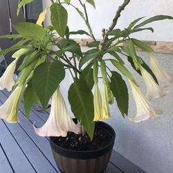 💕🌺🌎Angel Trumpet. YES IT’S AVAILABLE 🌻💕🌎