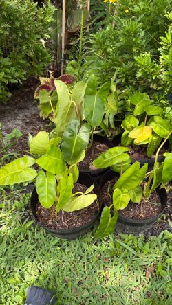 Plants