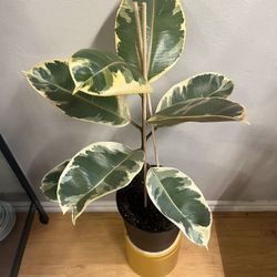 2ft White/Pink Rubber Tree