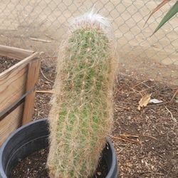 Old Man Cactus