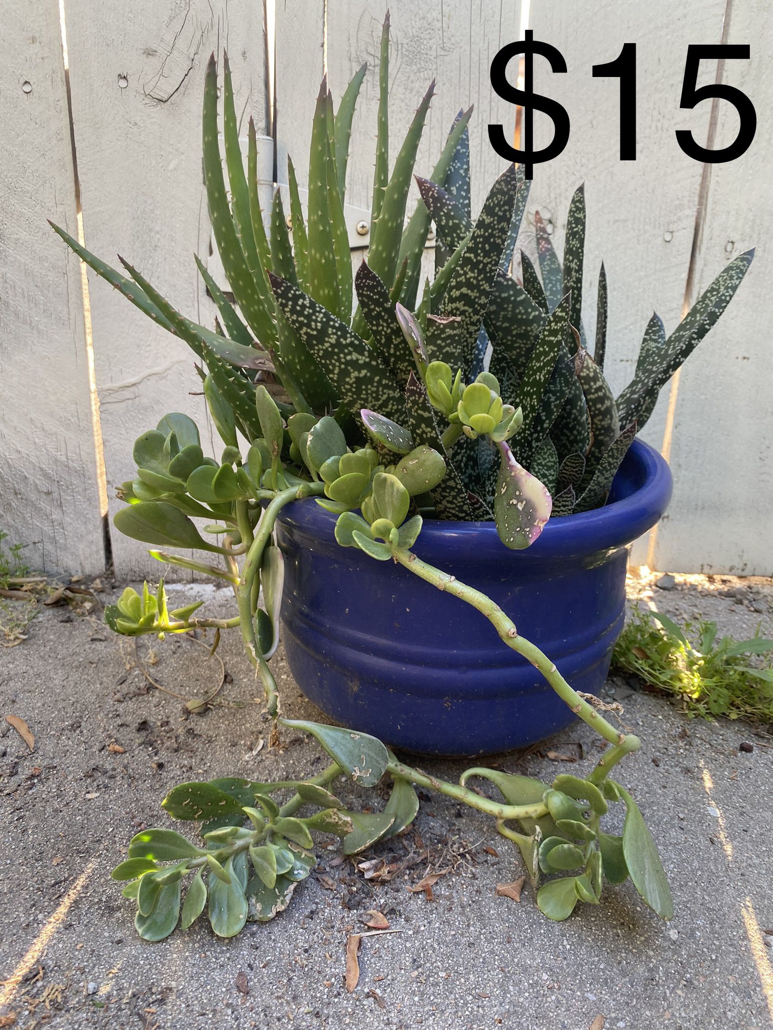 Several Succulents In One Pot