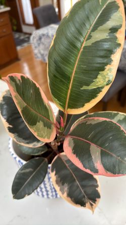 Ficus elastica Ruby rubber tree