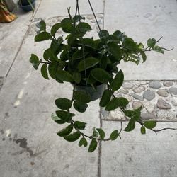 6” Trailing Hoya Krinkle 