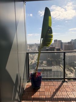 Banana Plant