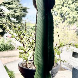 Cactus (Cereus  Tetragonus) Pickup In Santa Monica 