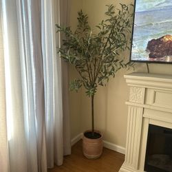 Olive Tree