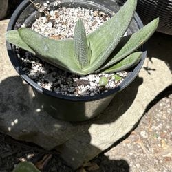 Succulents Gasteria 