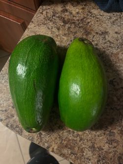 Large Fresh Green Avocados