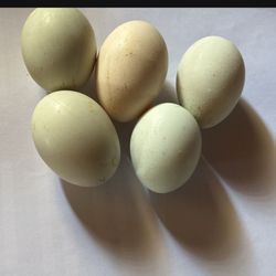Fresh Fertile Eggs Blue And Light Pink