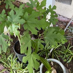 Fig Tree In A Pot Decorative 