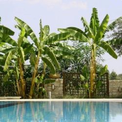 Amazing Cold Hardy Banana Trees - Grow Fast and look Stunning!