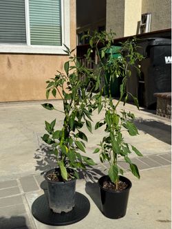 Chile de árbol & Black Cobra chili pepper plants