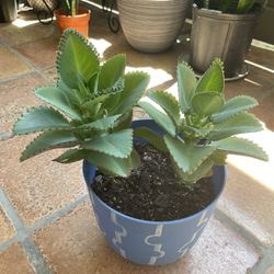 Succulent Plant