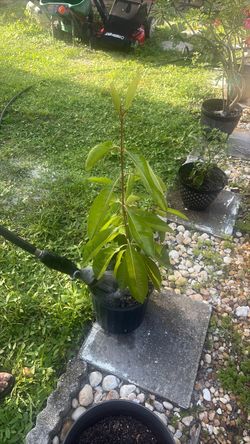 Plantas