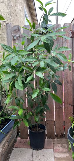 Healthy Avocado 🥑 Tree