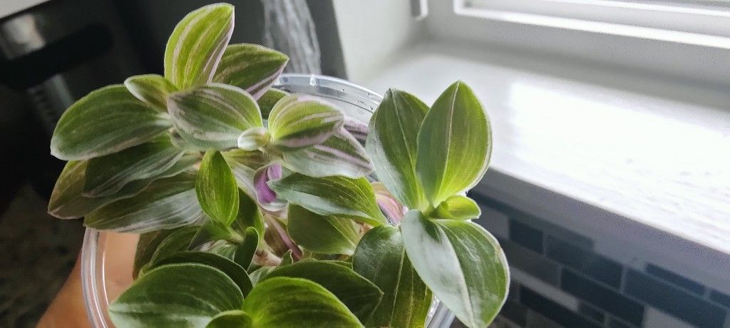 Tradescantia Fluminensis Starters