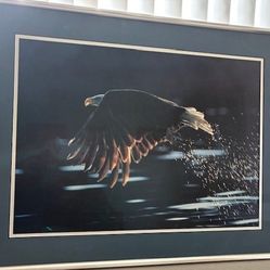 Framed Poster-Eagle In Flight