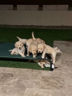 Cool dog bed