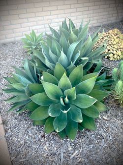 Blue Flame Agave plants