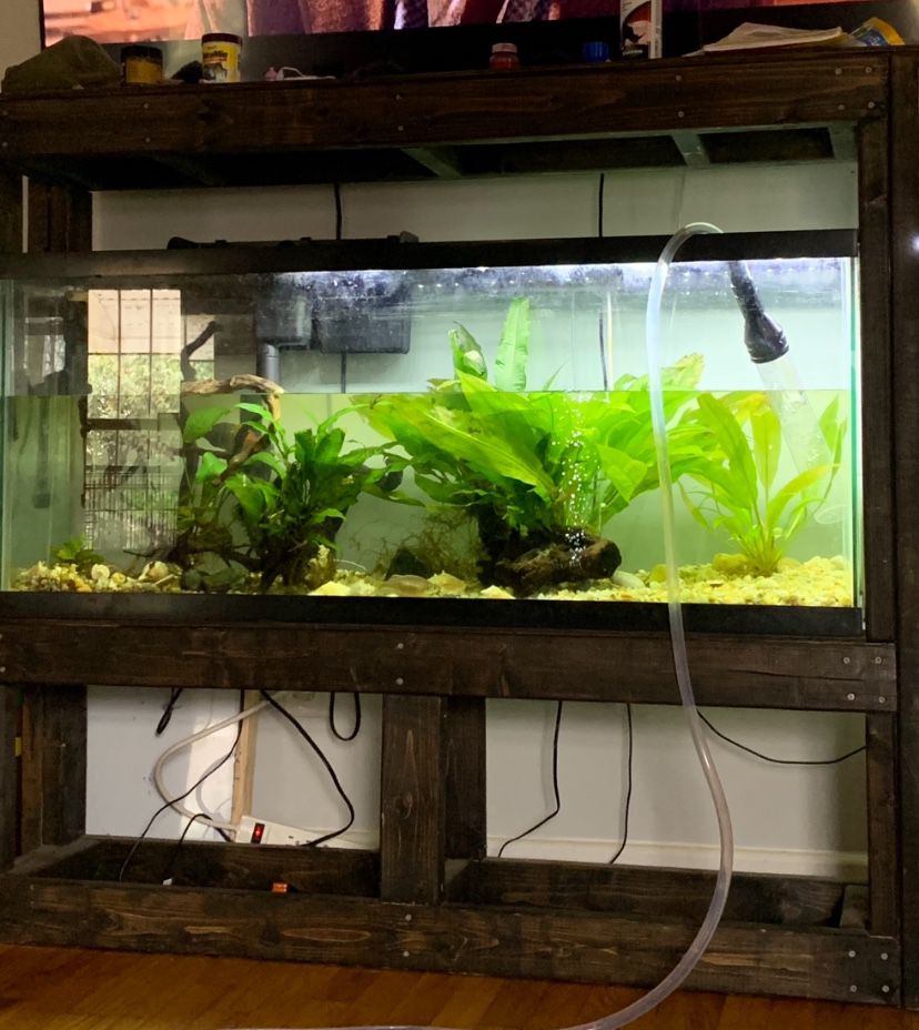 55 gallon fish tank with wood stand 