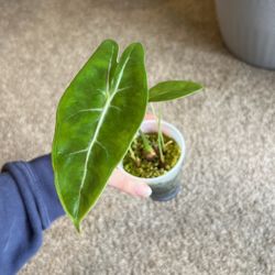 Alocasia Longiloba 