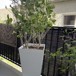 Veradek Midland Planters (Set of 2) w/ Plants