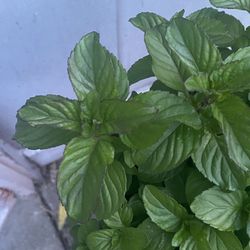 Lime mint plant - Menta Lima - Yerba buena sabor lima planta