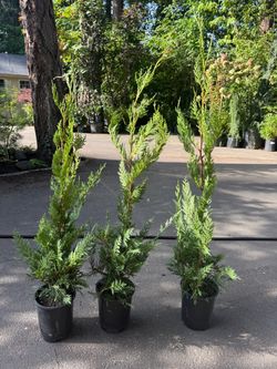 Big 1gal Leyland cypress privacy trees —