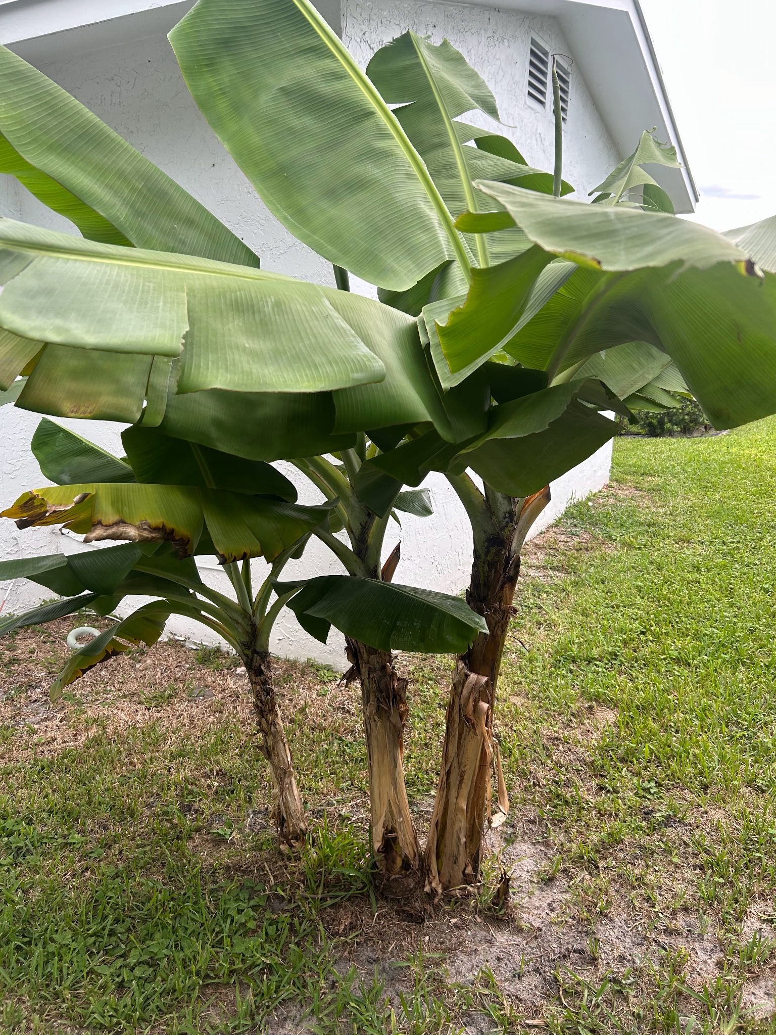 Banana Three For Sale $15 Plant Or With The Fruit $30