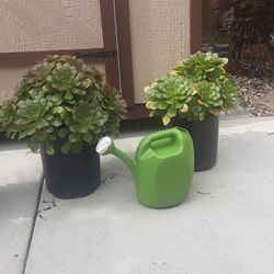 Beautiful  Succulents 