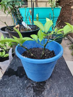Myer Lemon tree