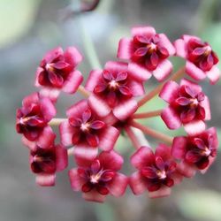 4” Hoya Lucardesiana 