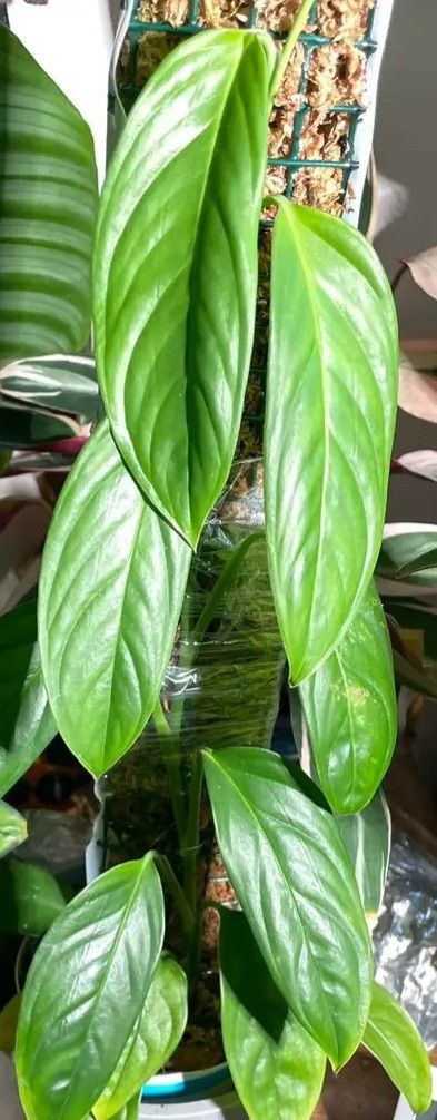 Rare Aroid  Monstera Lechleriana Plant/ House Plant/ Indoor Plant Flower Patio Garden 