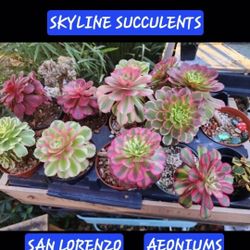 PLANT SALE SUCCULENTS SALE SUNDAY IN SAN LORENZO SUNDAY AND THIS WEEK