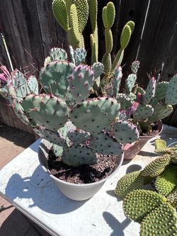 Santa Rita cactus plant